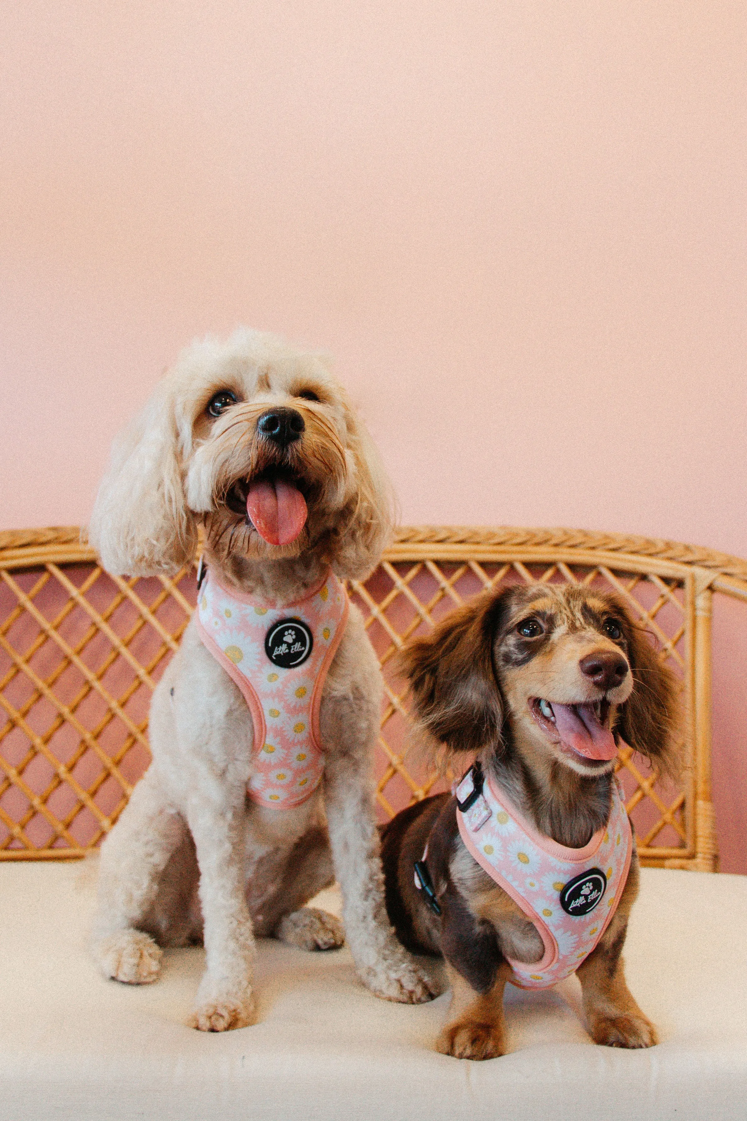 Adjustable Dog Harness | Field of Daisies