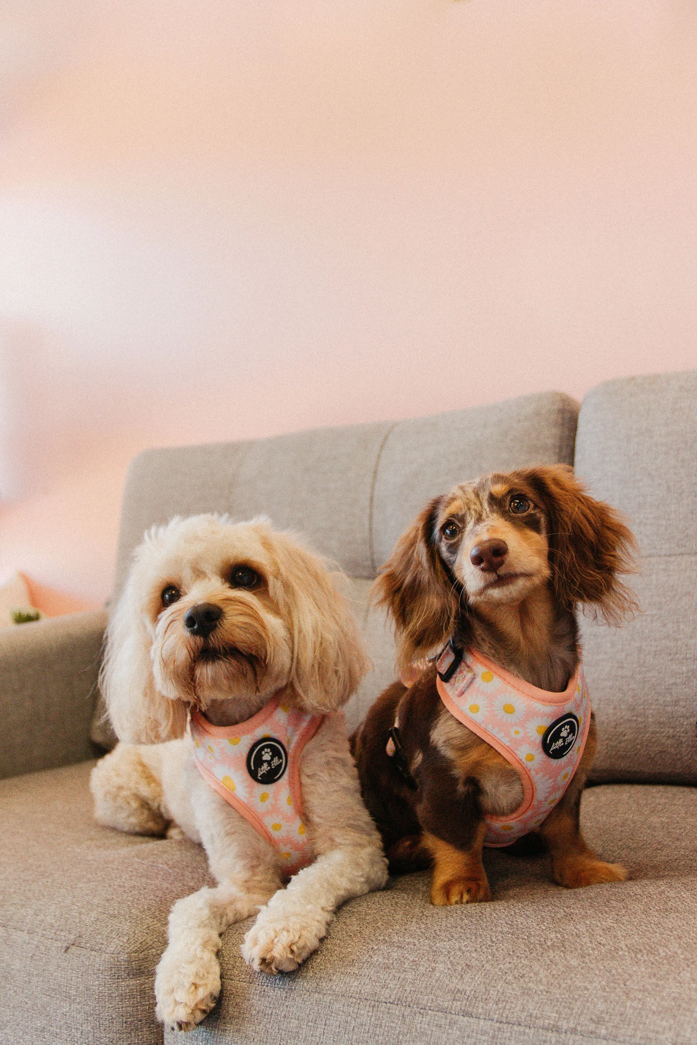 Adjustable Dog Harness | Field of Daisies
