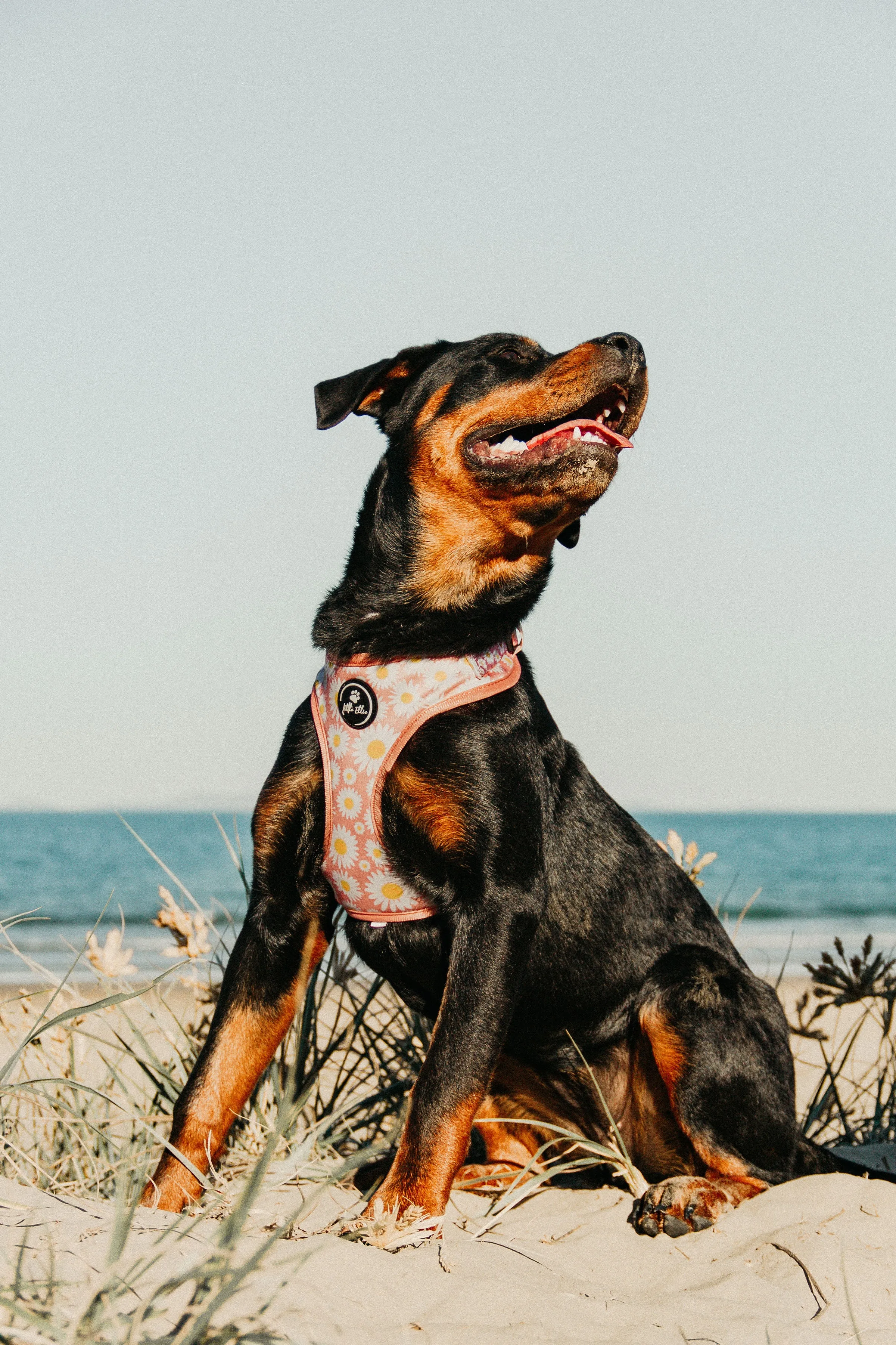 Adjustable Dog Harness | Field of Daisies