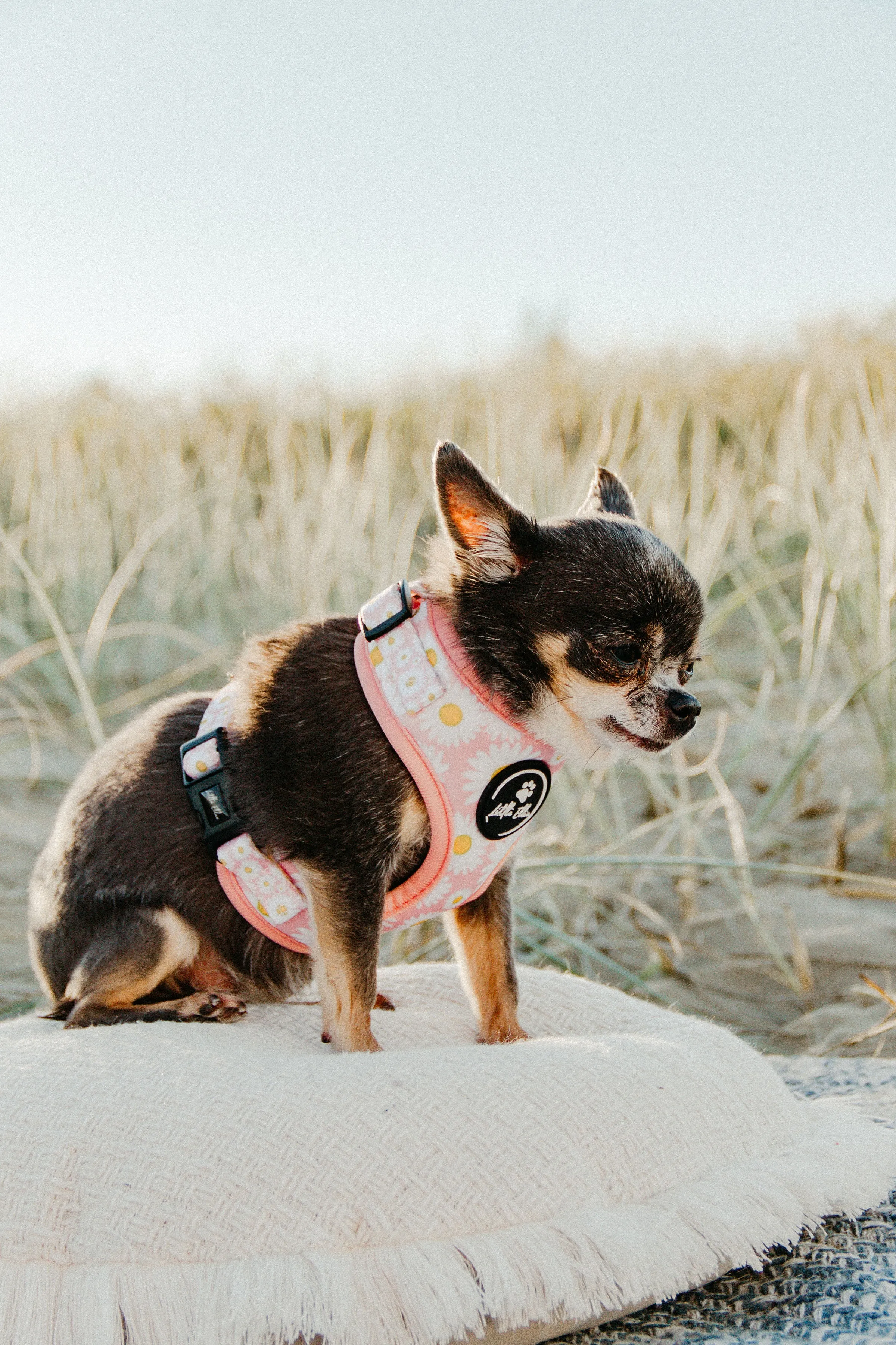 Adjustable Dog Harness | Field of Daisies