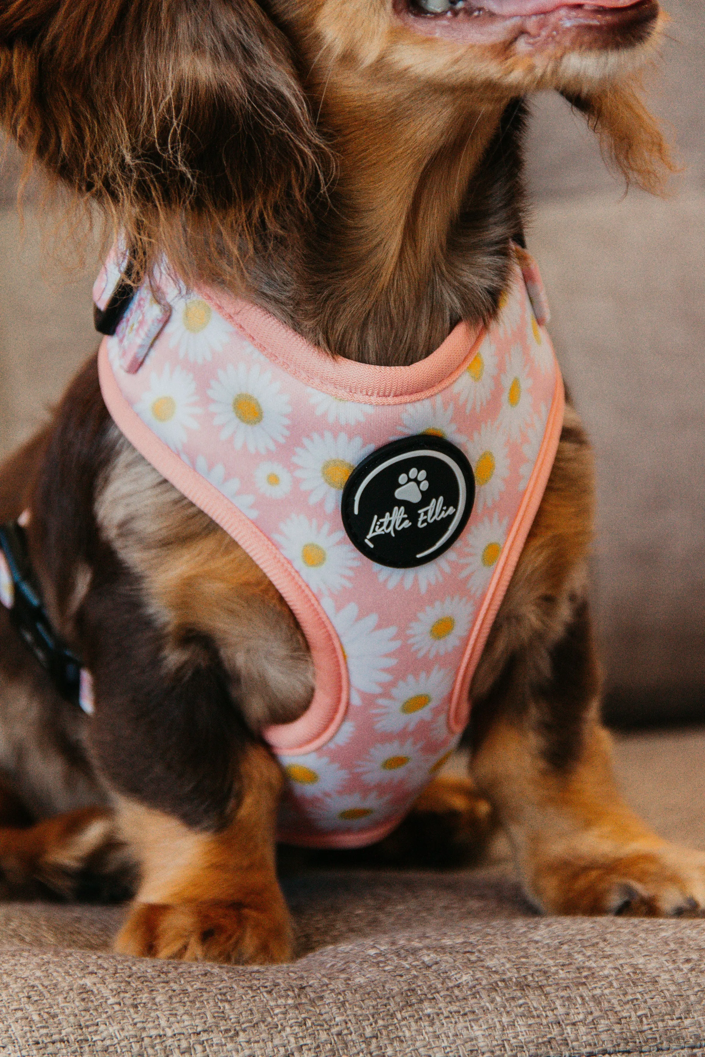 Adjustable Dog Harness | Field of Daisies