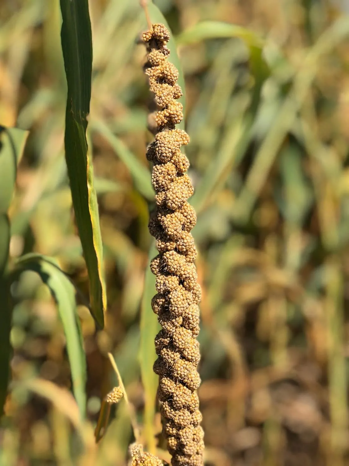 Birds LOVE Economy & Thin Special Spray Millet GMO-Free (No Stems Only Edible Tops) for Birds Cockatiel Lovebird Parakeet Finch Canary All Parrots Healthy Treat - 5lbs