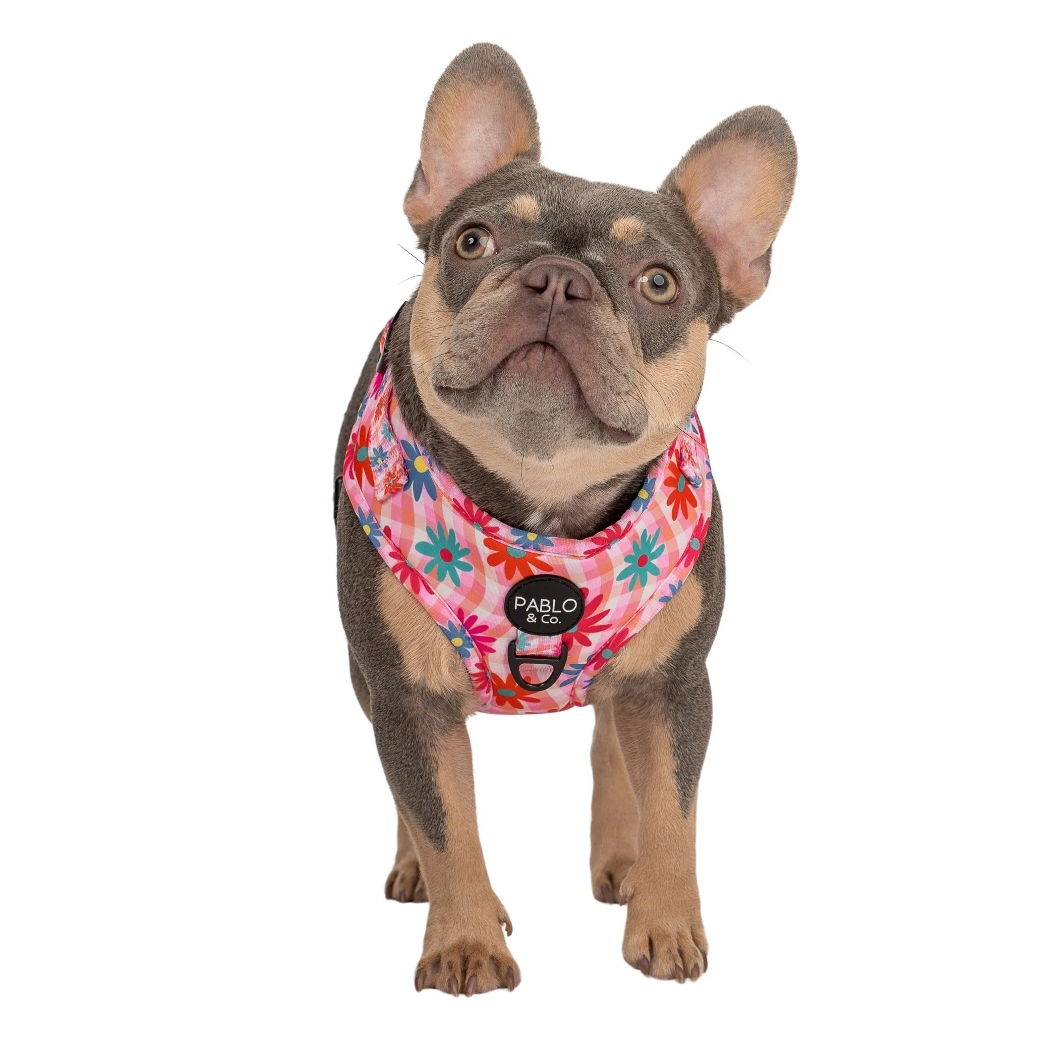Blossom Adjustable Dog Harness