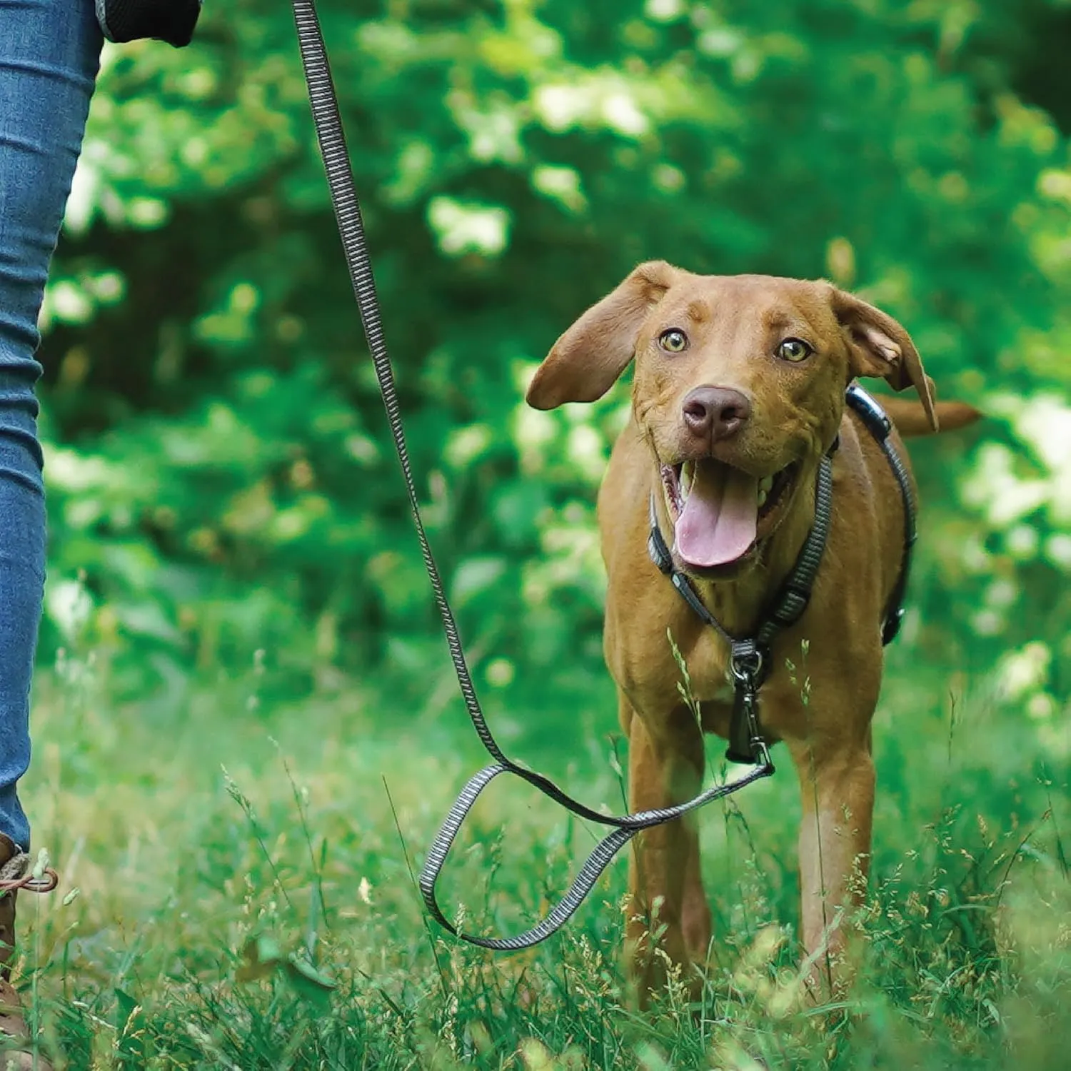 Blue-9 Reflective Buckle-Neck Balance Harness, Fully Customizable Fit No-Pull Harness with 3M Reflective Stitching, Ideal for Dog Training and Obedience, Made in The USA, Grey, XS