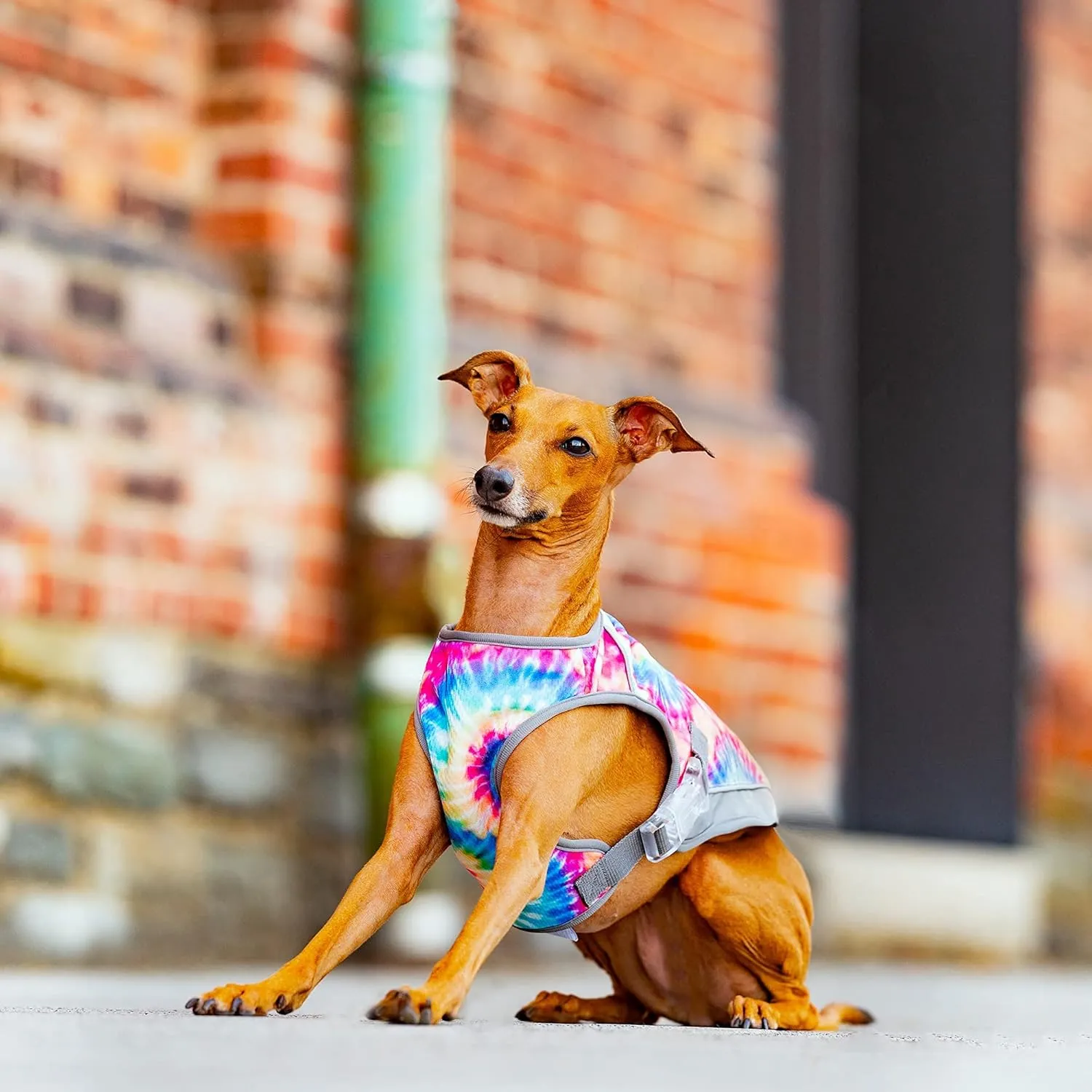 Canada Pooch Dog Cooling Vest - Evaporative Cooling Vest for Dogs with Breathable Mesh Material & Reflective Lining, Adjustable Dog Cooling Vest Great for Dogs 18 (17-19" Back Length), Tie Dye