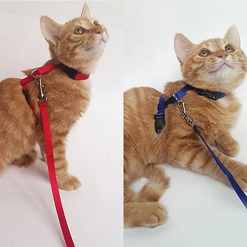 Cat Harness & Leash Set