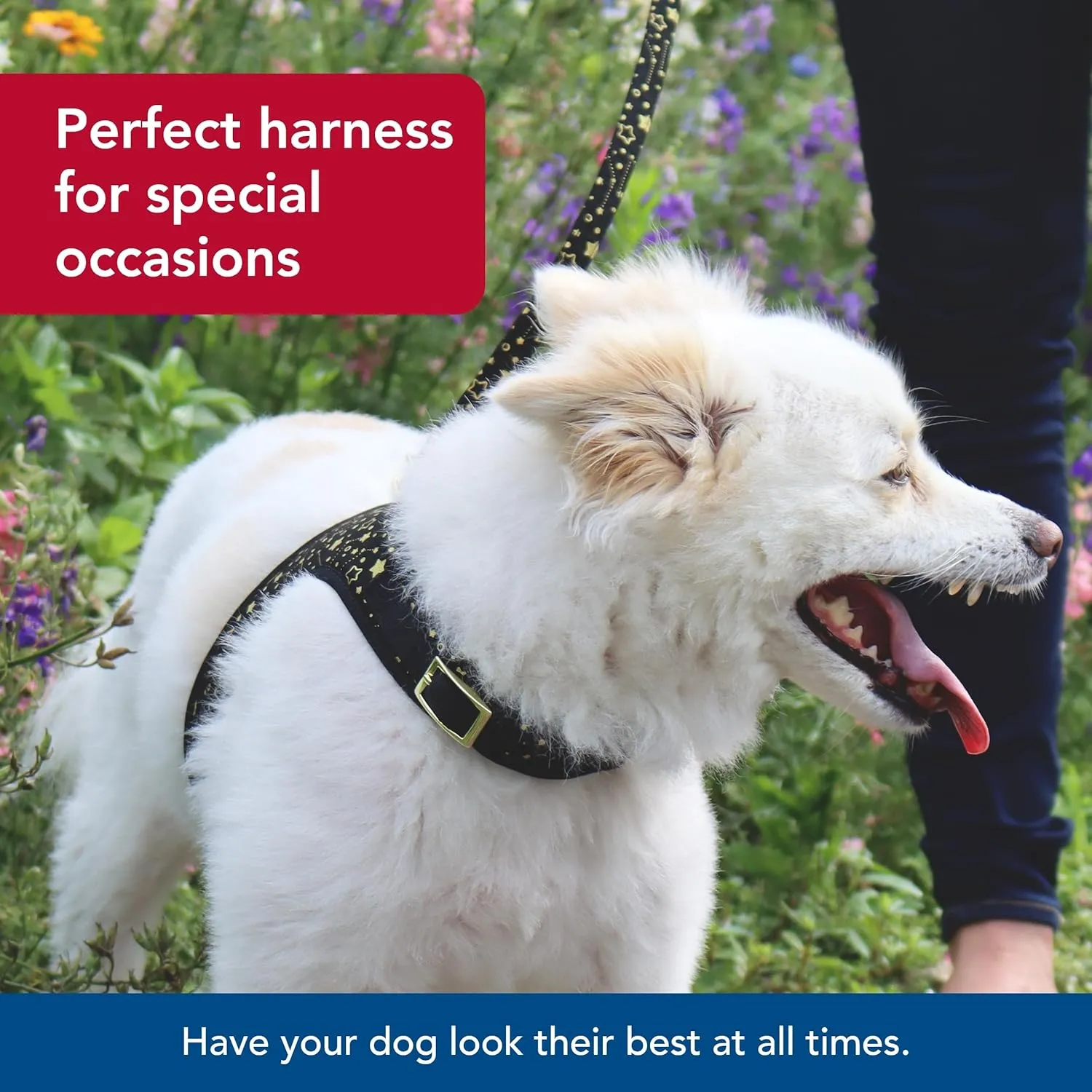 Coastal Pet Accent Metallic Adjustable Dog Harness - Adjustable Fit for Comfort with Secure Metal Buckle - Durable & Lightweight Dog Harness - Bright Black Galaxy, Extra Small - 5/8" x 14"-16"