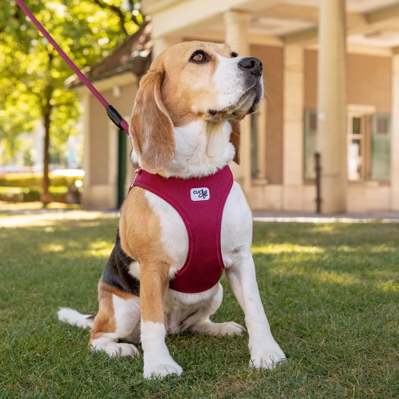 Curli Air Mesh Clasp Brown Vest Harness
