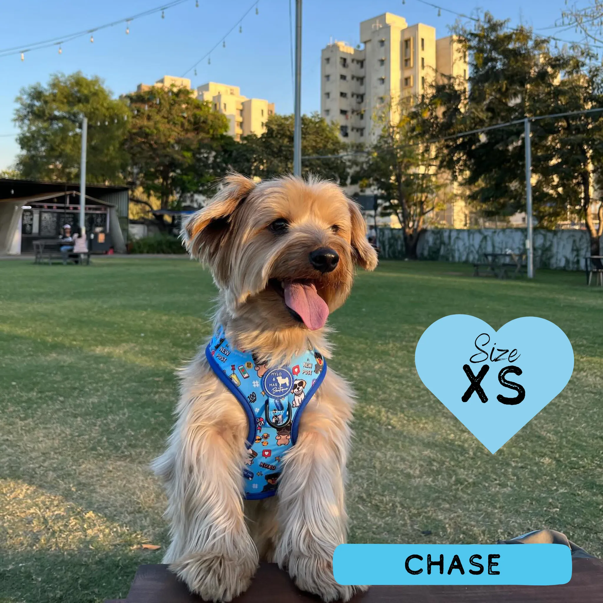 Dog Adjustable Harness - Social Media Star Blue