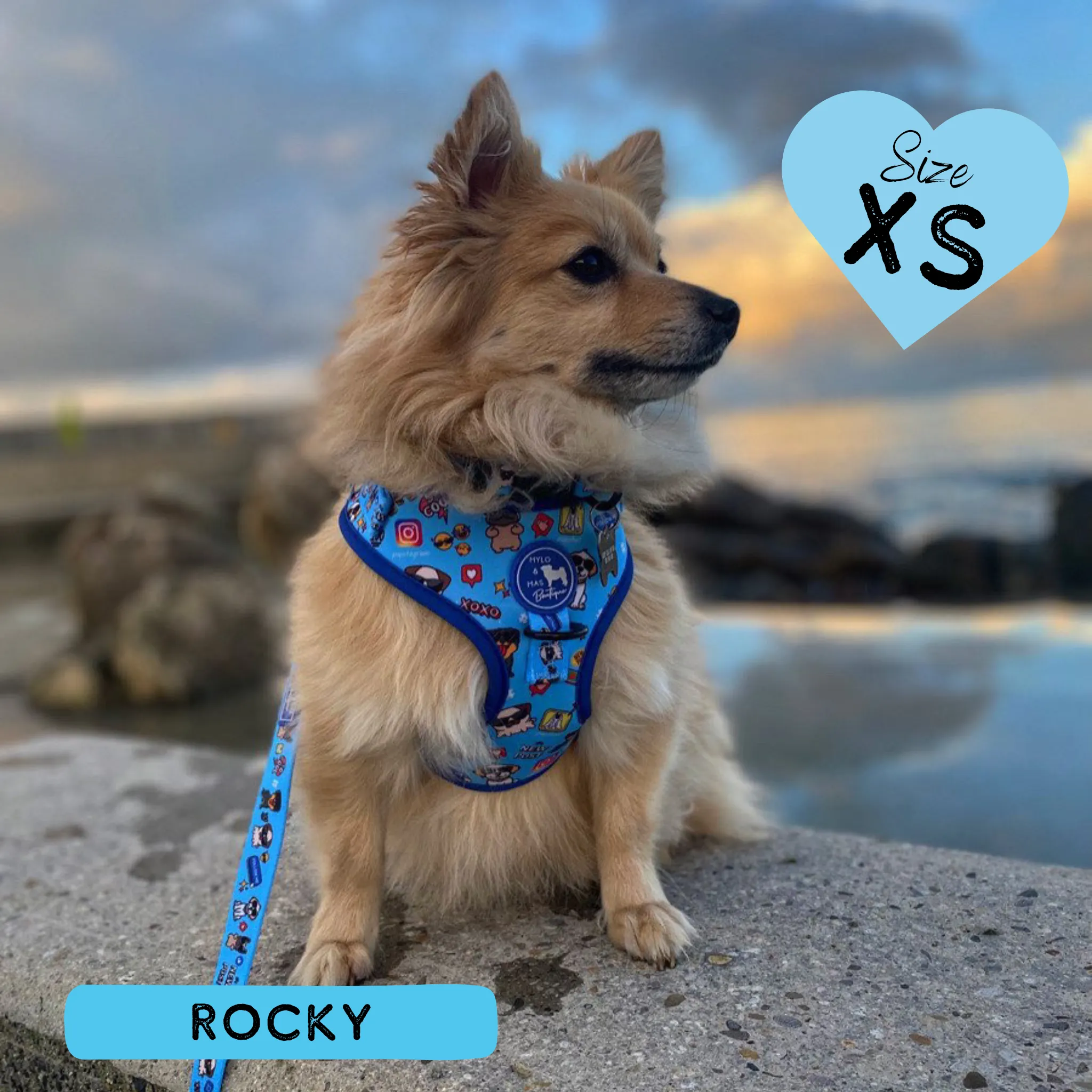 Dog Adjustable Harness - Social Media Star Blue