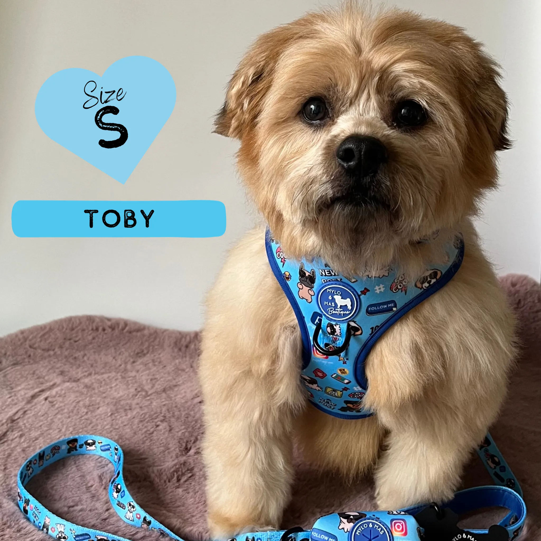 Dog Adjustable Harness - Social Media Star Blue