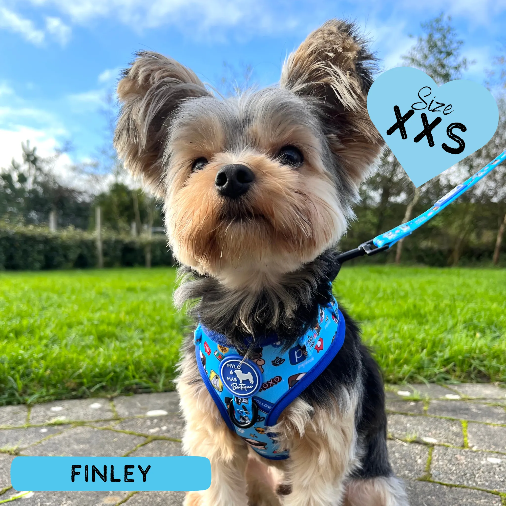 Dog Adjustable Harness - Social Media Star Blue