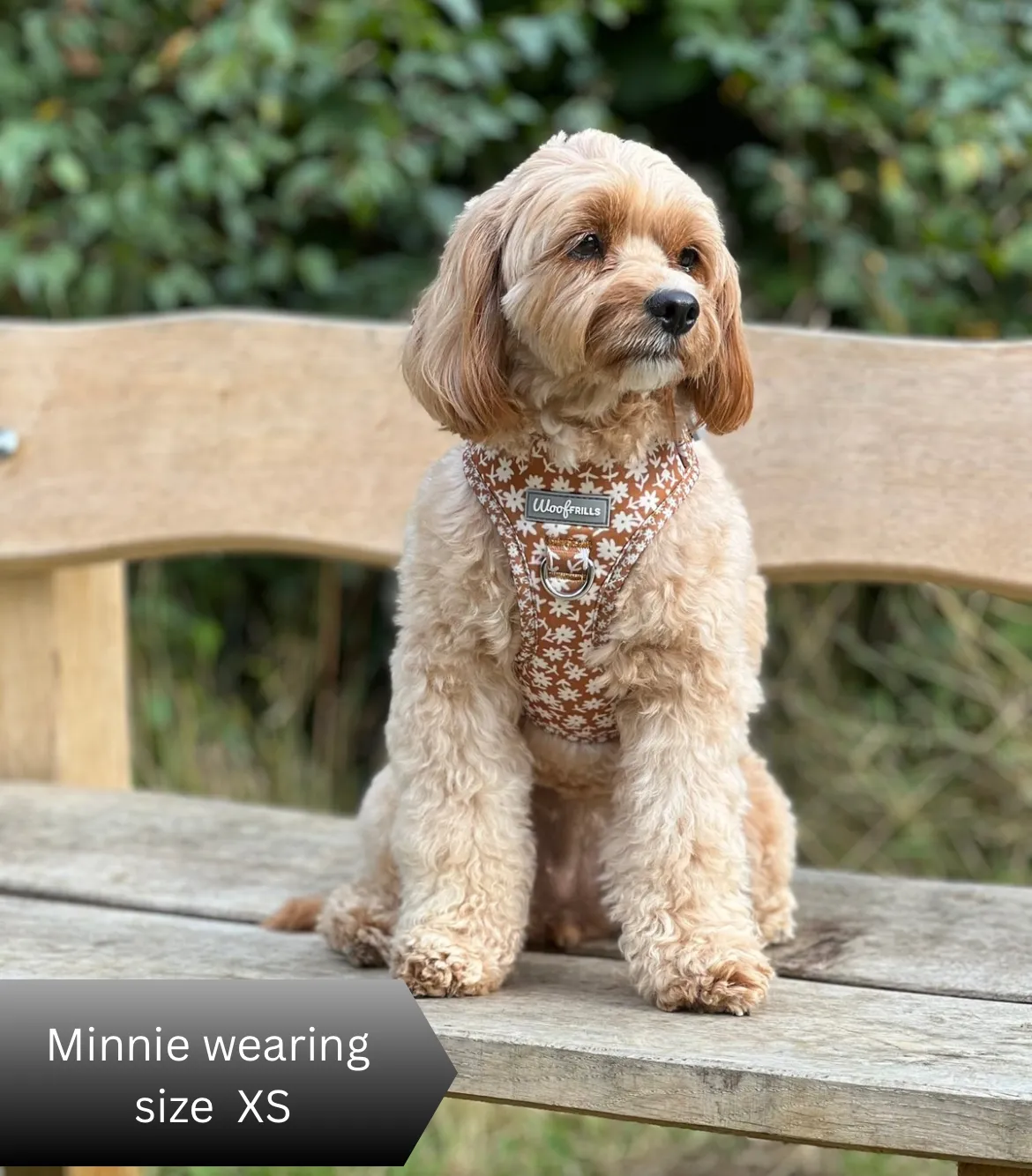 Dog Harness | Bloom me away