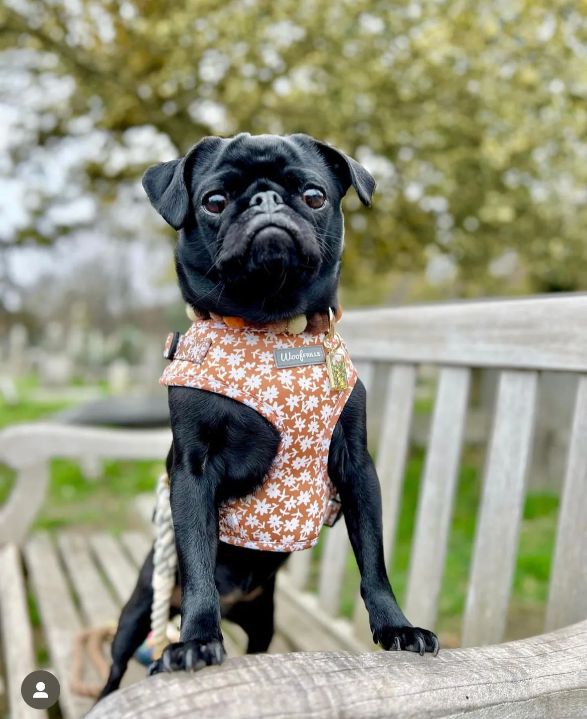 Dog harness , Dog collar and lead set | BUNDLE OF YOUR CHOICE | Bloom me away