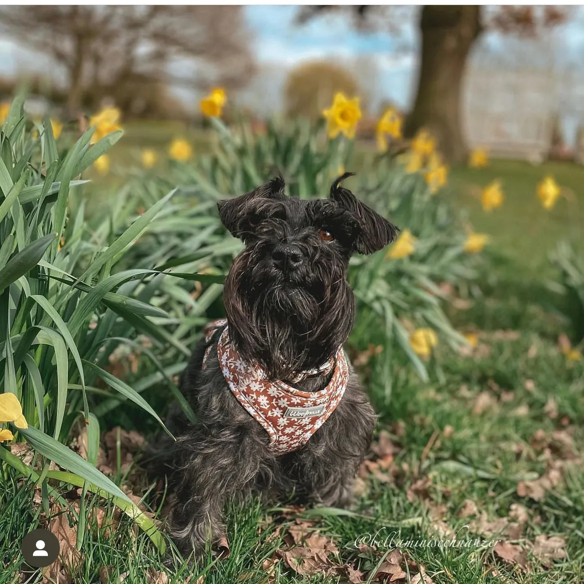 Dog harness , Dog collar and lead set | BUNDLE OF YOUR CHOICE | Bloom me away