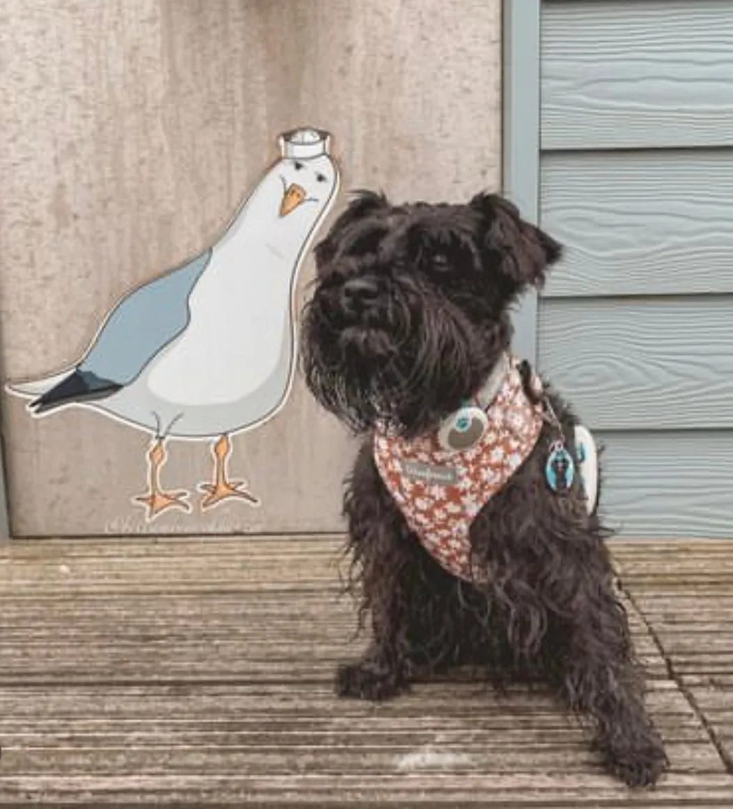 Dog harness , Dog collar and lead set | BUNDLE OF YOUR CHOICE | Bloom me away