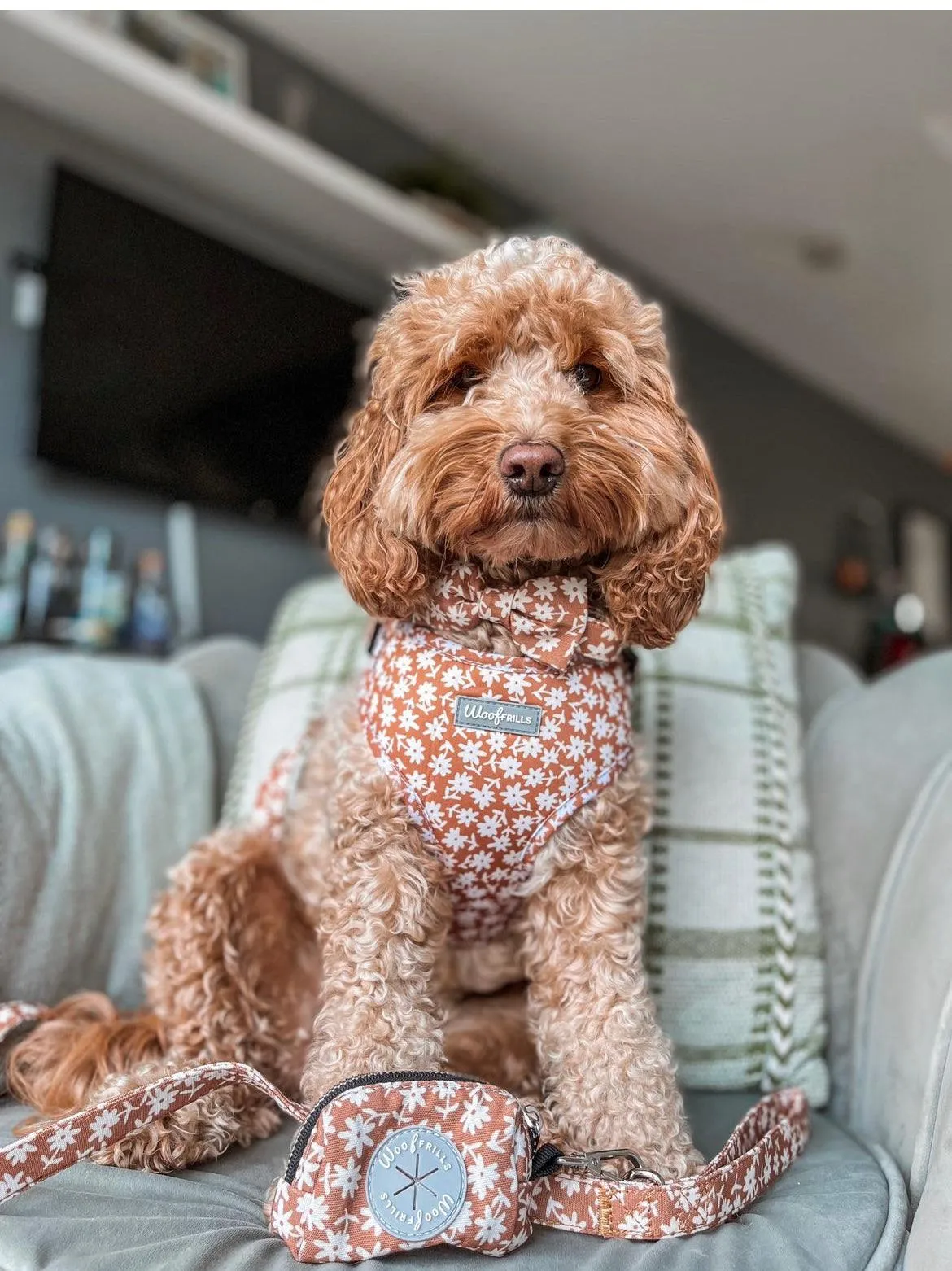 Dog harness , Dog collar and lead set | BUNDLE OF YOUR CHOICE | Bloom me away