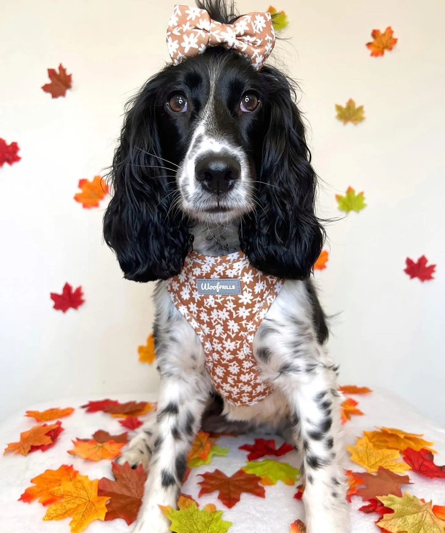 Dog harness , Dog collar and lead set | BUNDLE OF YOUR CHOICE | Bloom me away