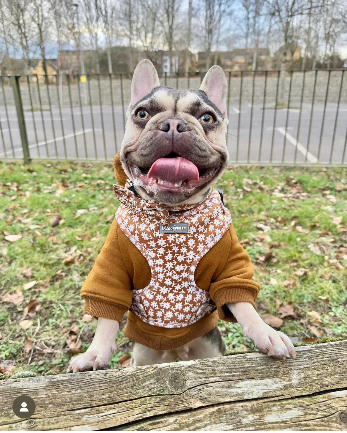 Dog harness , Dog collar and lead set | BUNDLE OF YOUR CHOICE | Bloom me away