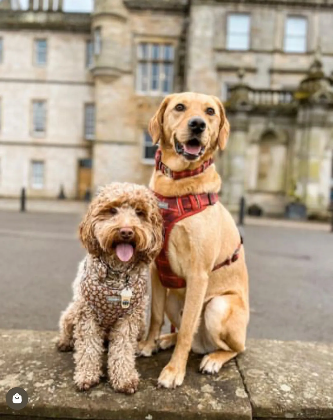 Dog harness , Dog collar and lead set | BUNDLE OF YOUR CHOICE | Bloom me away