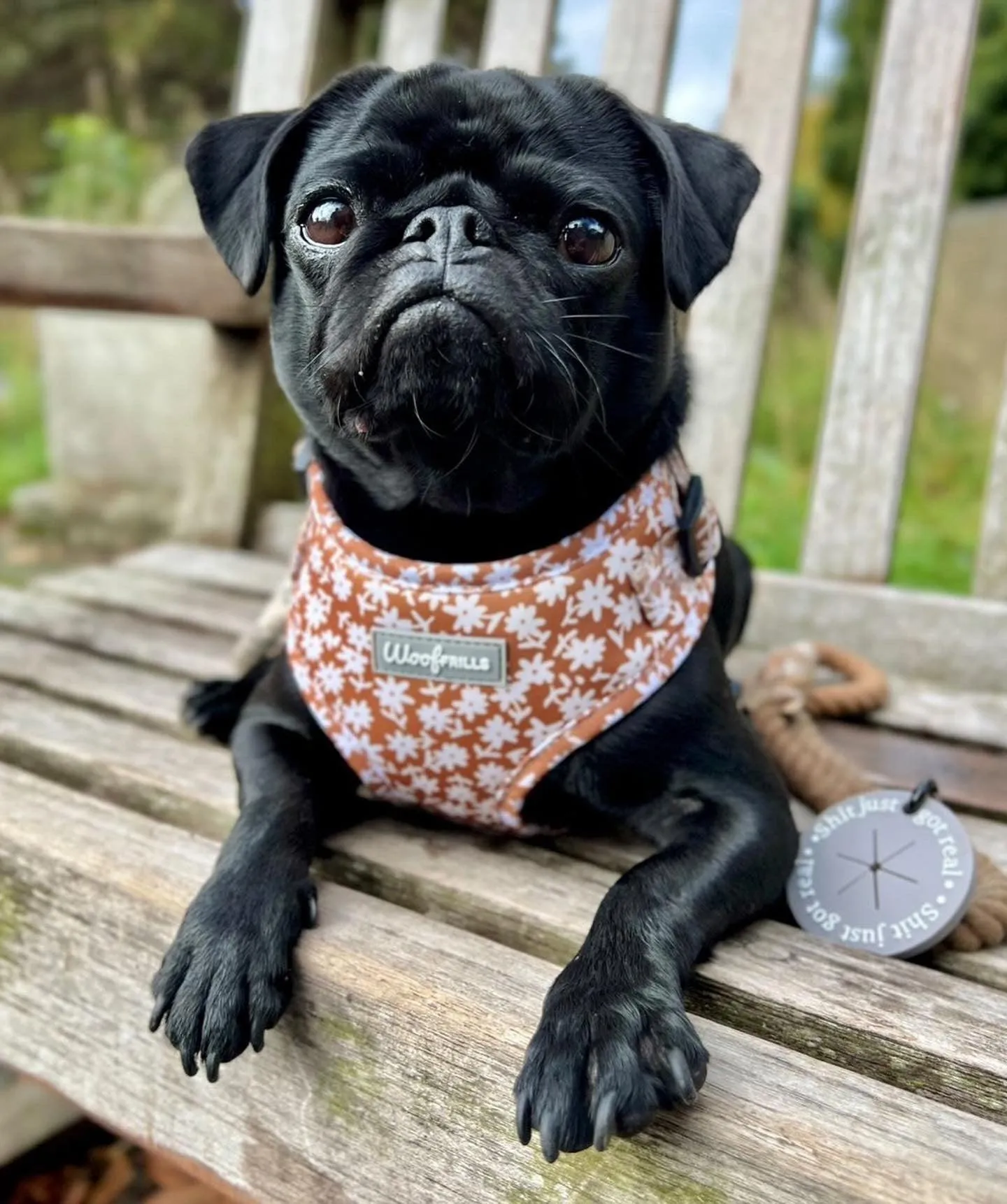 Dog harness , Dog collar and lead set | BUNDLE OF YOUR CHOICE | Bloom me away