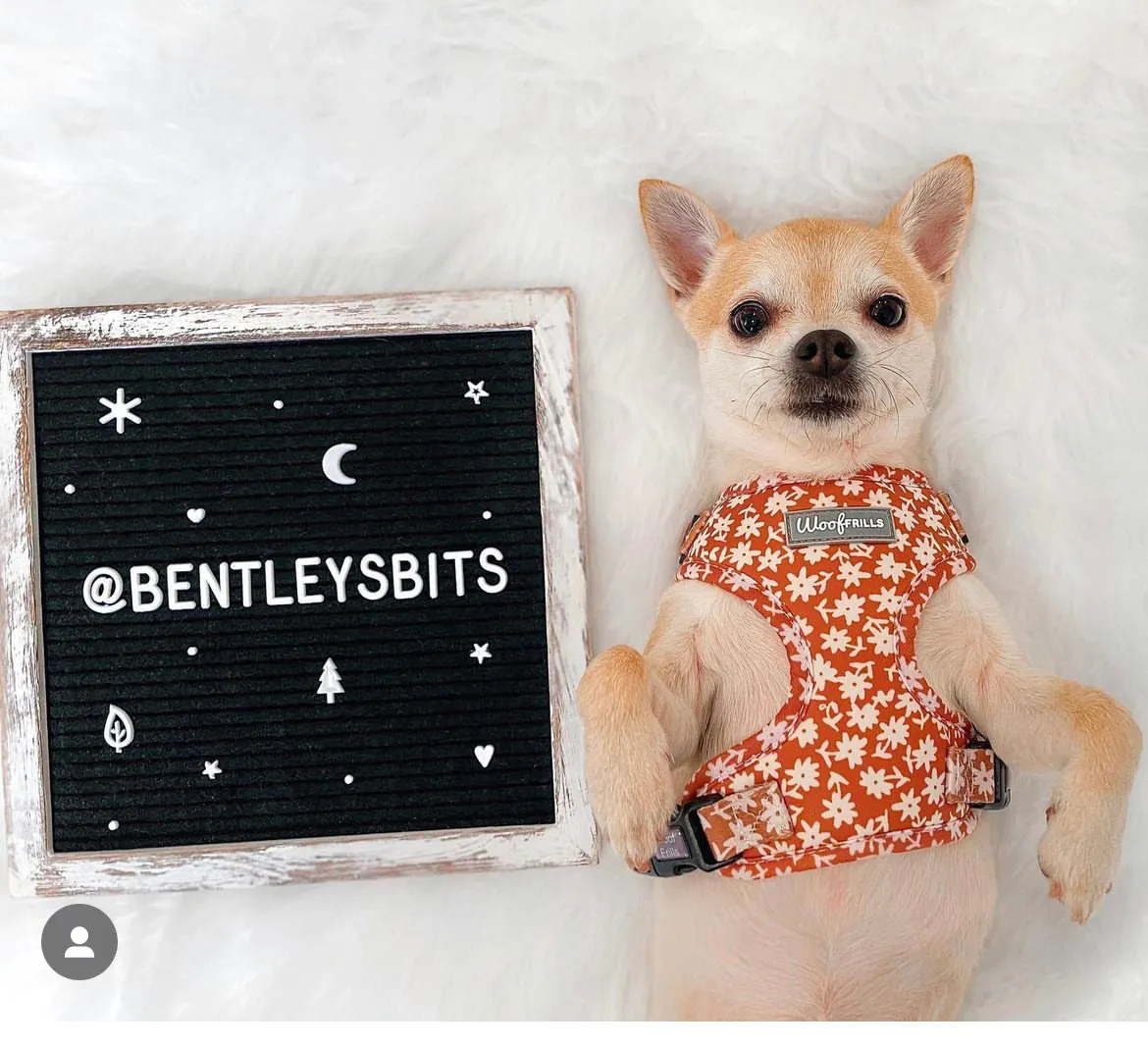 Dog harness , Dog collar and lead set | BUNDLE OF YOUR CHOICE | Bloom me away