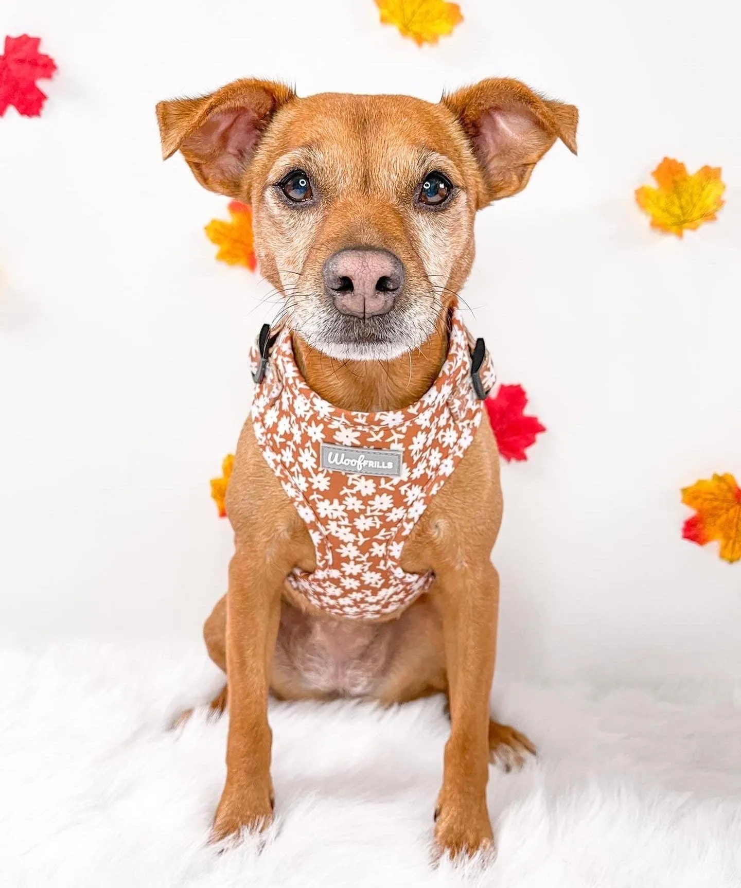 Dog harness , Dog collar and lead set | BUNDLE OF YOUR CHOICE | Bloom me away
