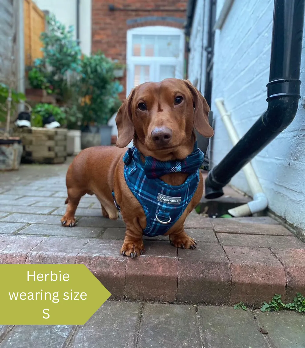 Dog harness, Dog collar and lead set | BUNDLE OF YOUR CHOICE | Plaid Date