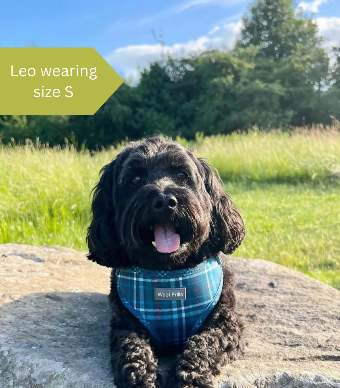 Dog harness, Dog collar and lead set | BUNDLE OF YOUR CHOICE | Plaid Date