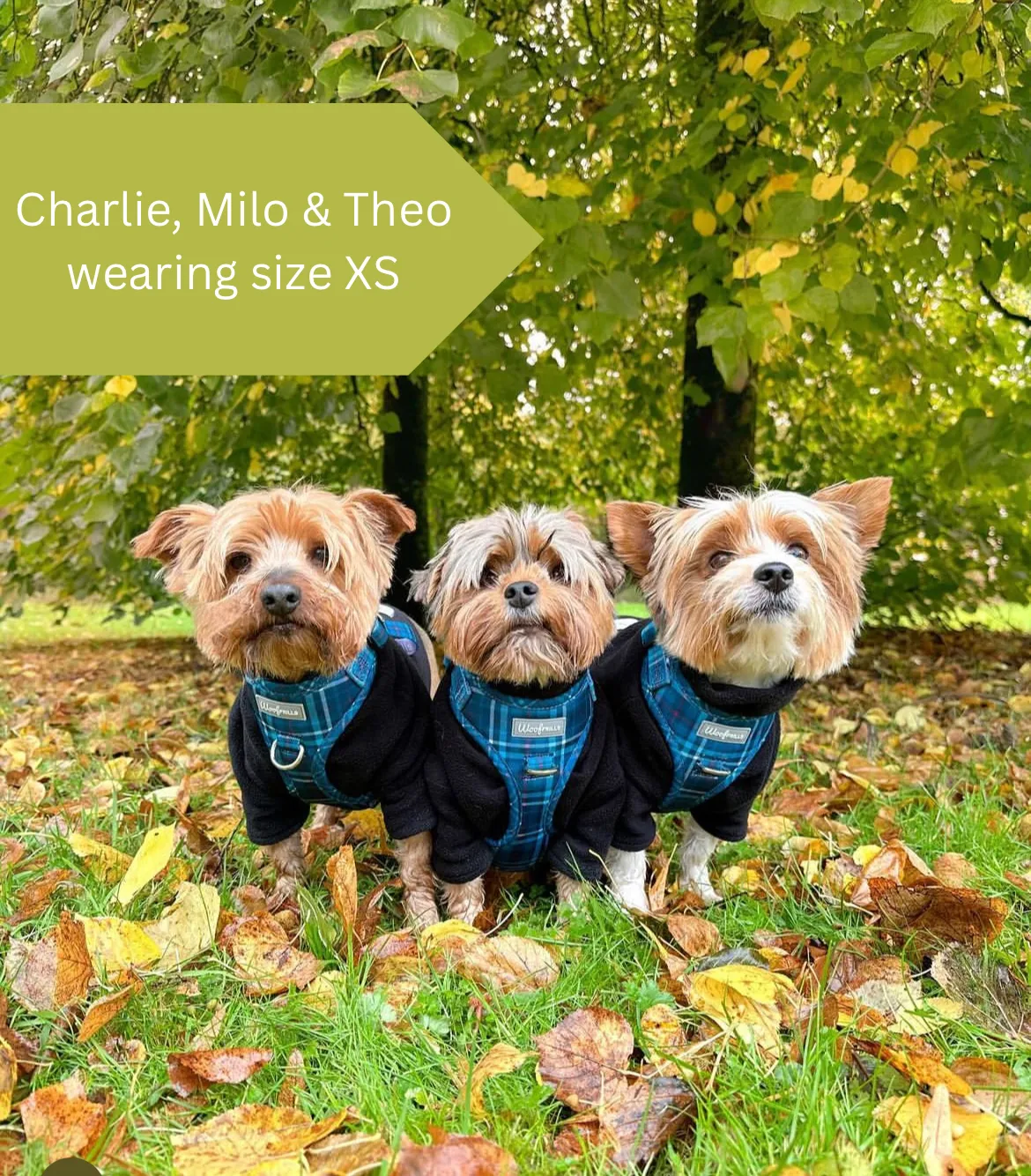 Dog harness, Dog collar and lead set | BUNDLE OF YOUR CHOICE | Plaid Date