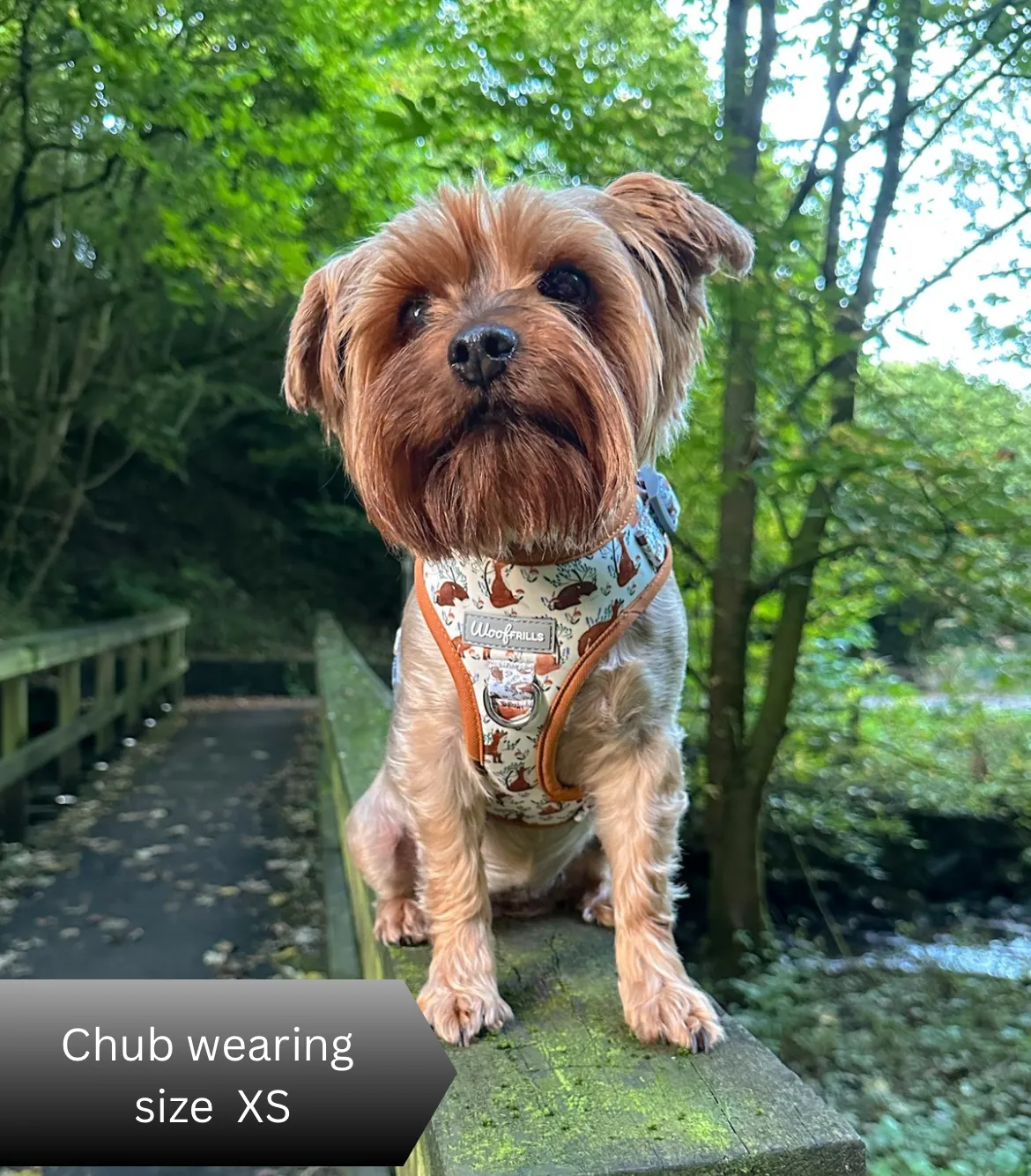 Dog Harness | Enchanted Fox