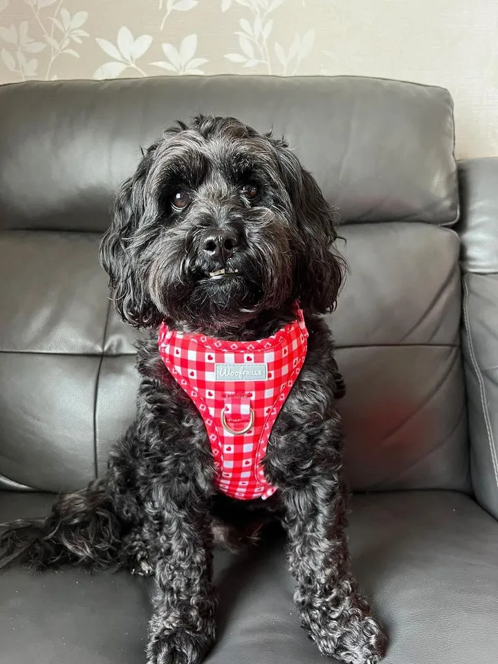 Dog Harness | Picnic to my heart