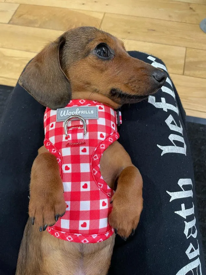 Dog Harness | Picnic to my heart
