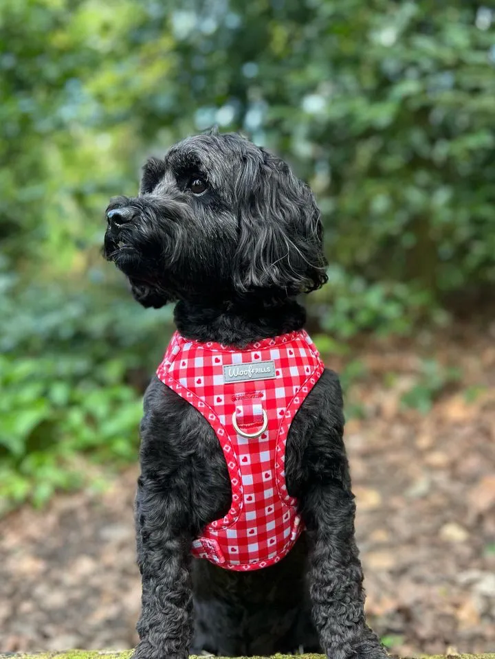 Dog Harness | Picnic to my heart