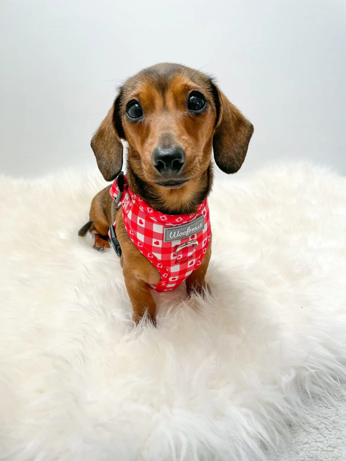 Dog Harness | Picnic to my heart