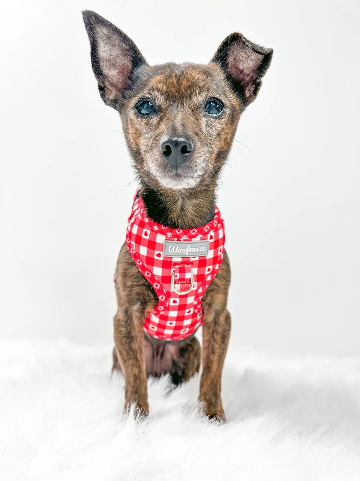 Dog Harness | Picnic to my heart