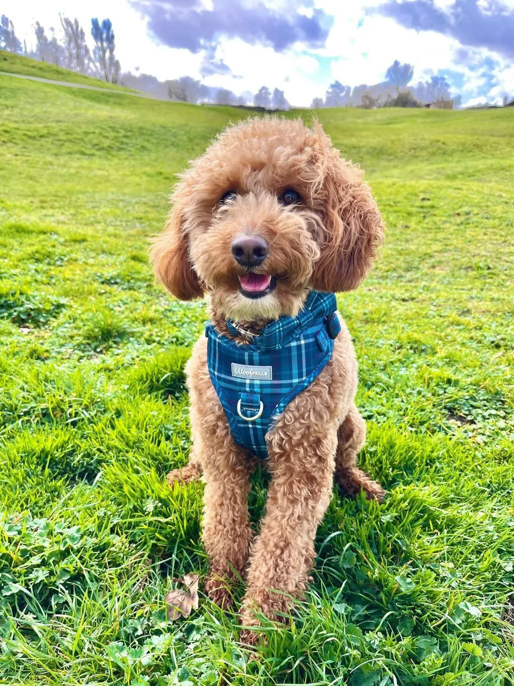 Dog Harness | Plaid Date