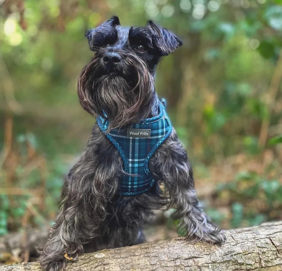 Dog Harness | Plaid Date