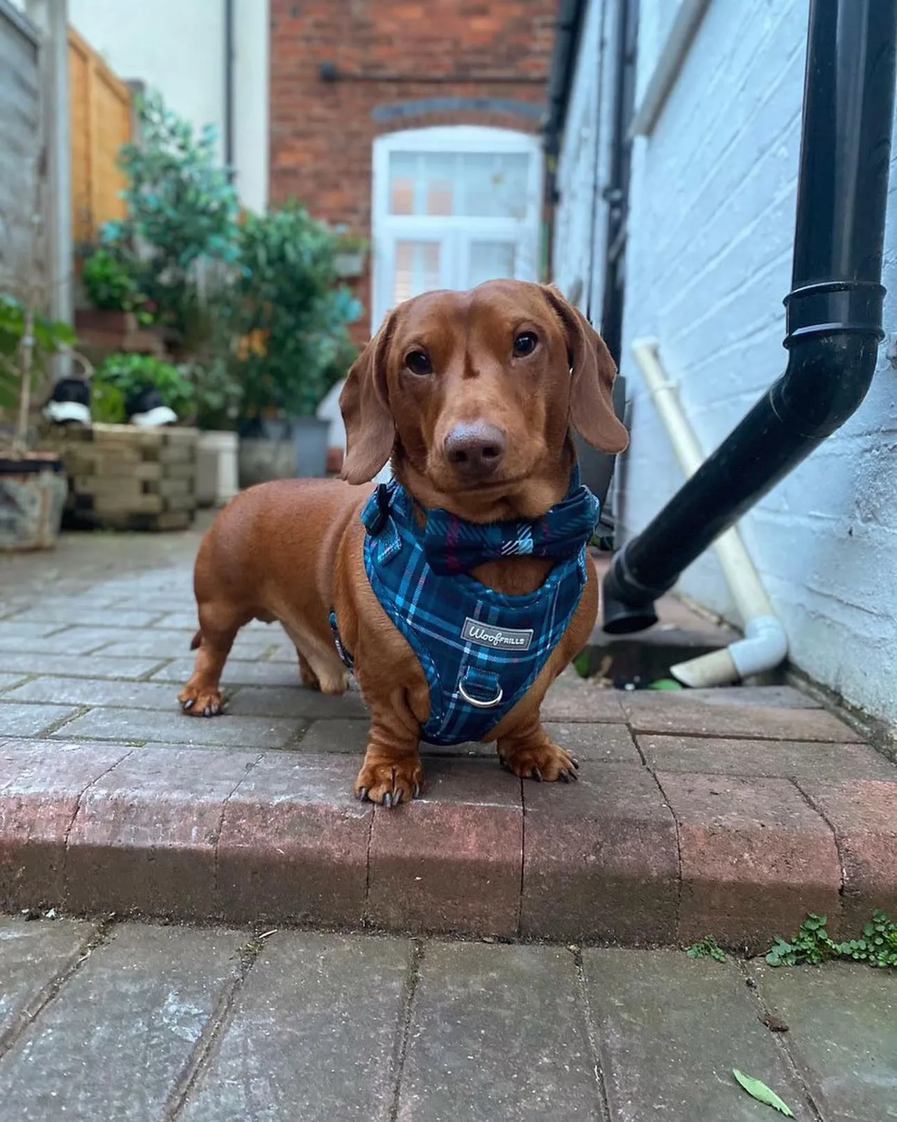 Dog Harness | Plaid Date
