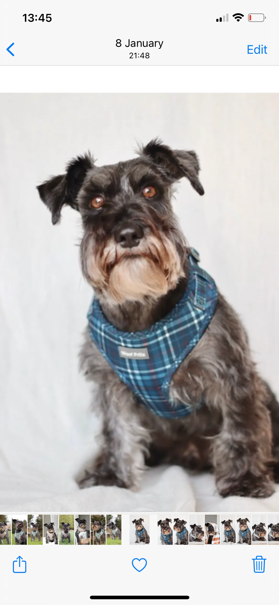Dog Harness | Plaid Date