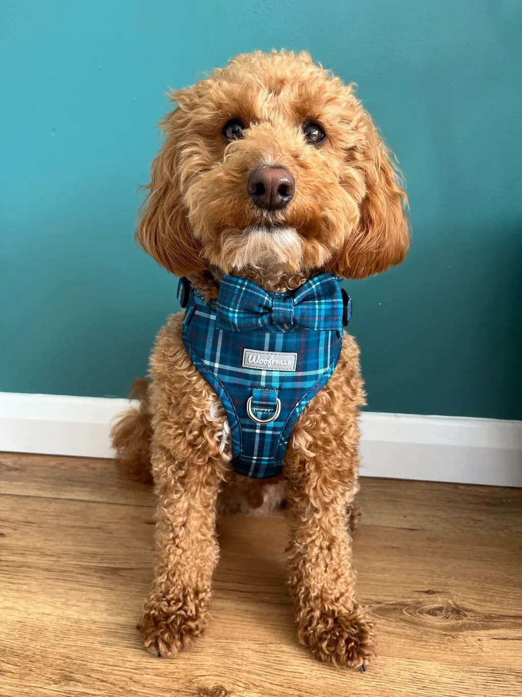 Dog Harness | Plaid Date