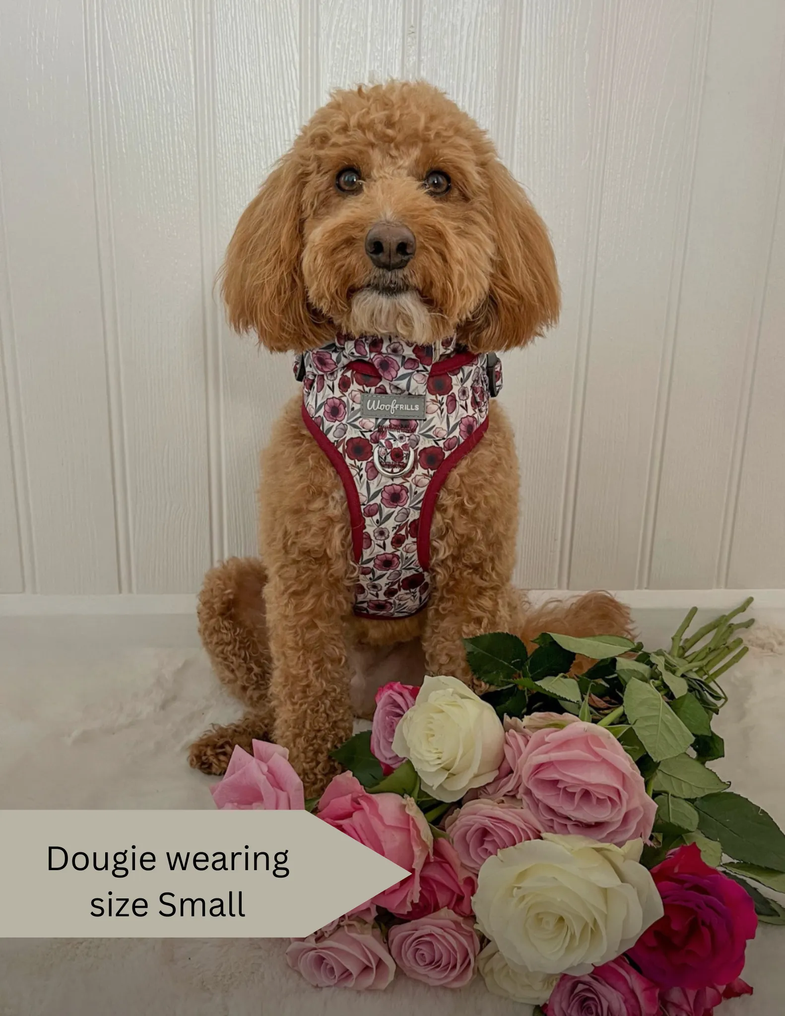 Dog Harness | Poppy Power