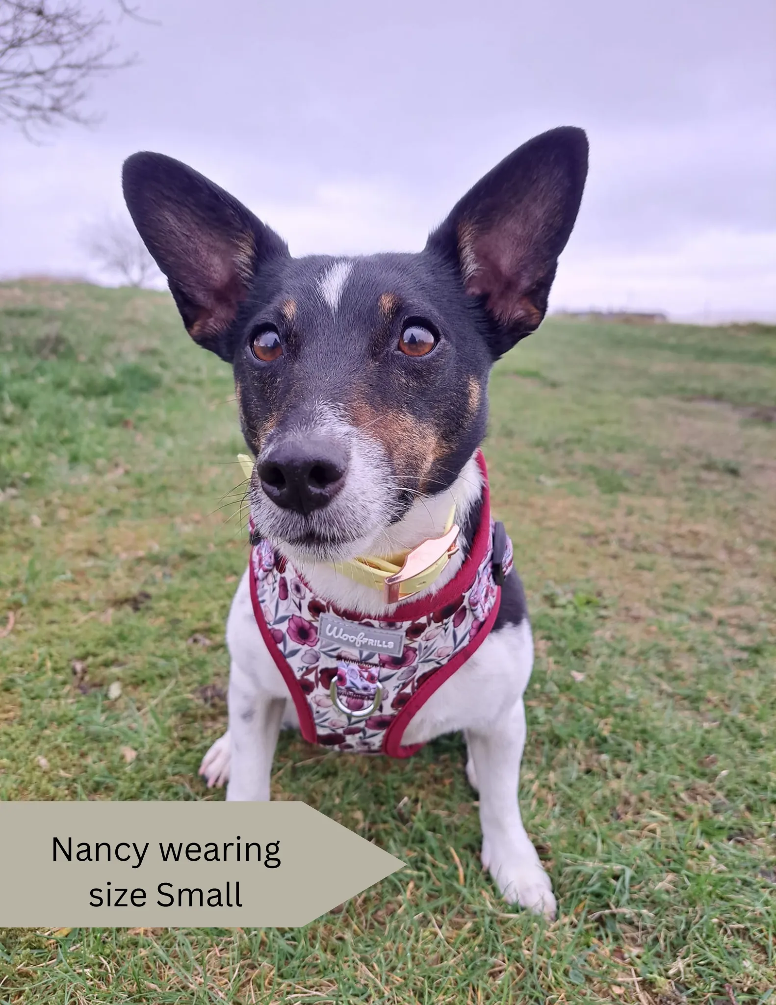 Dog Harness | Poppy Power
