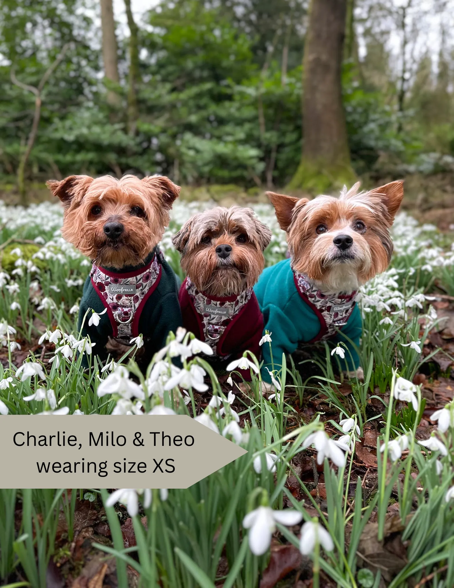 Dog Harness | Poppy Power