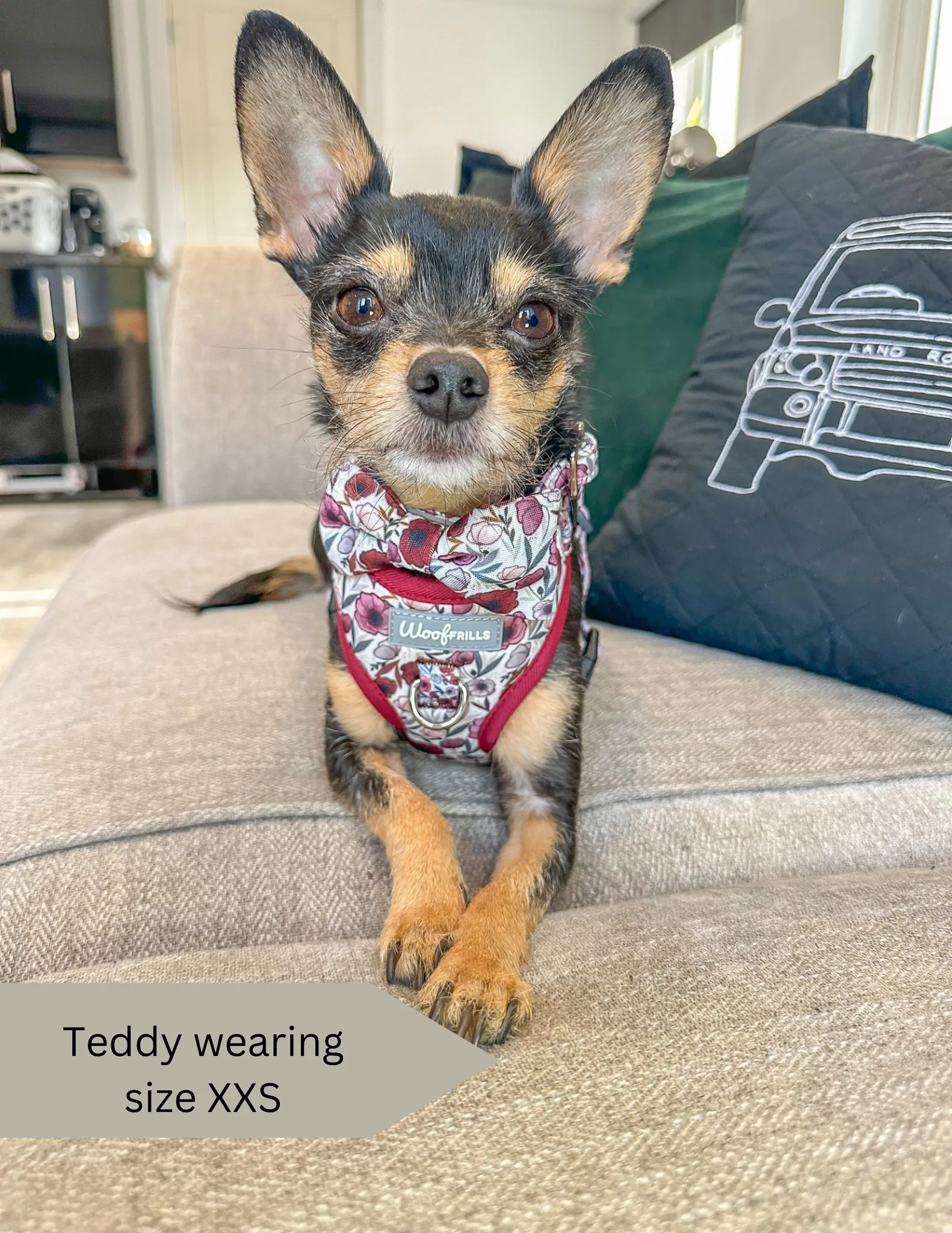 Dog Harness | Poppy Power