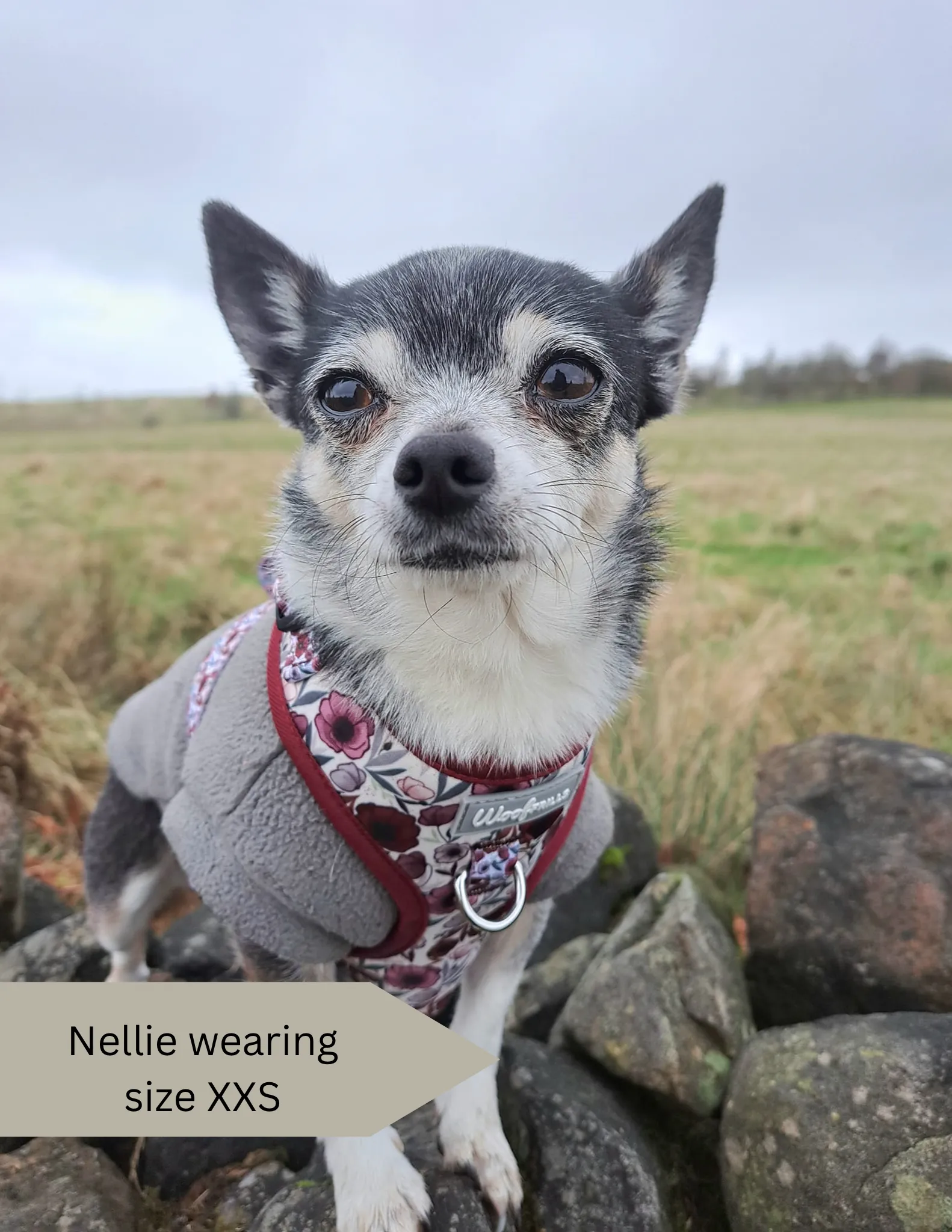 Dog Harness | Poppy Power