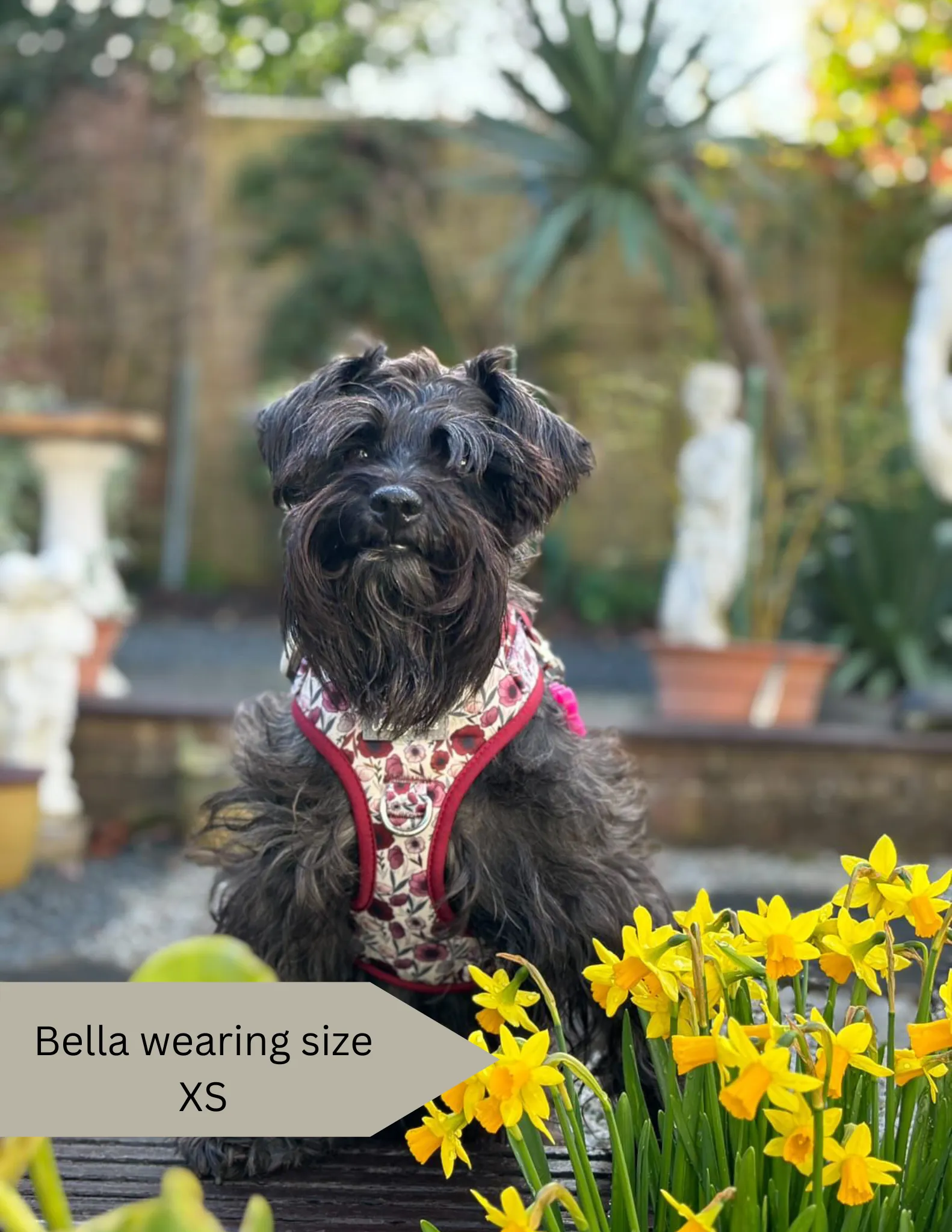 Dog Harness | Poppy Power