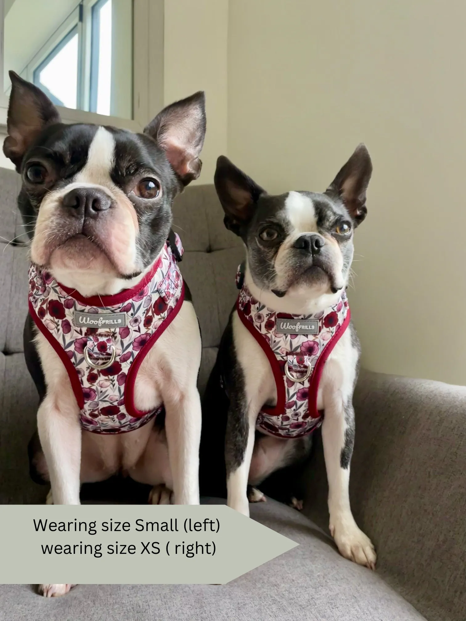 Dog Harness | Poppy Power