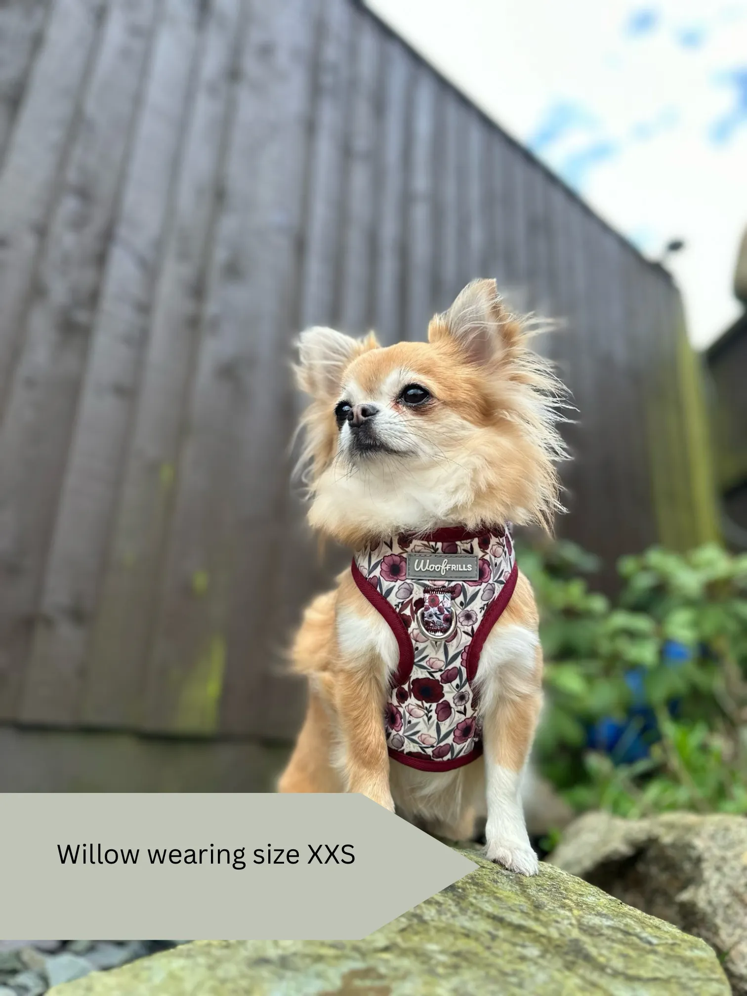 Dog Harness | Poppy Power