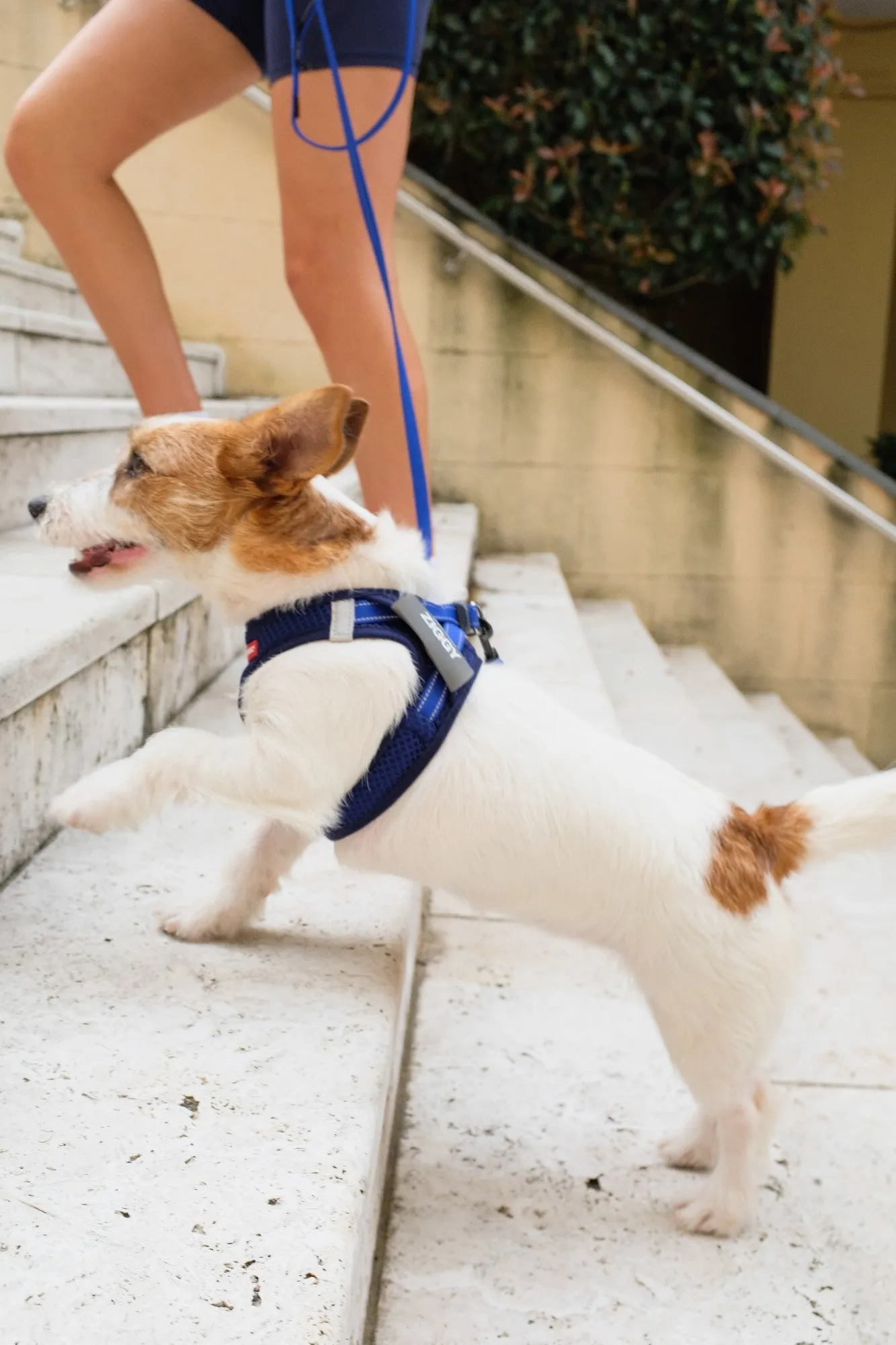 EzyDog FormFit Mesh Harness Blue